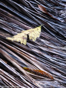 IMG_1747