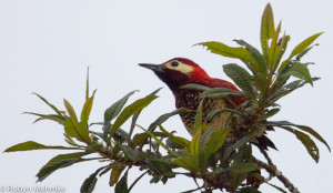 crimson-mantled woodpecker2