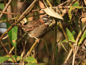 rufous-collared sparrow