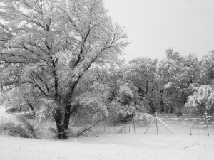 IMG_7469-2